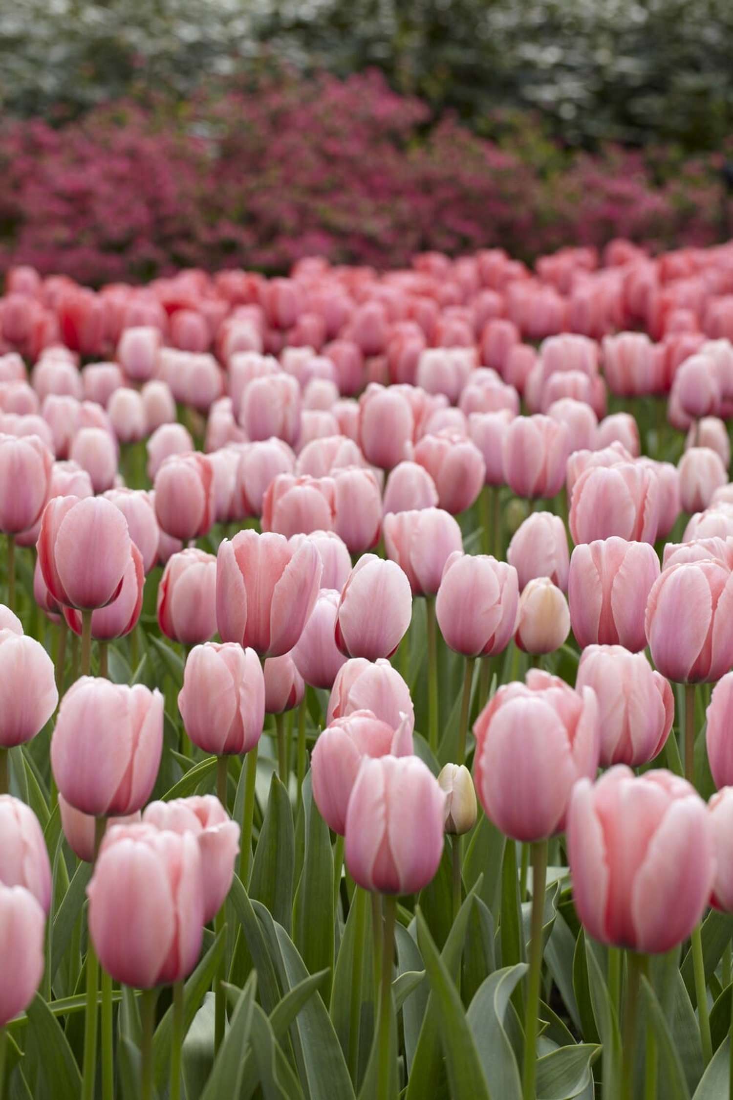 Tulipe 'Salmon Impression'